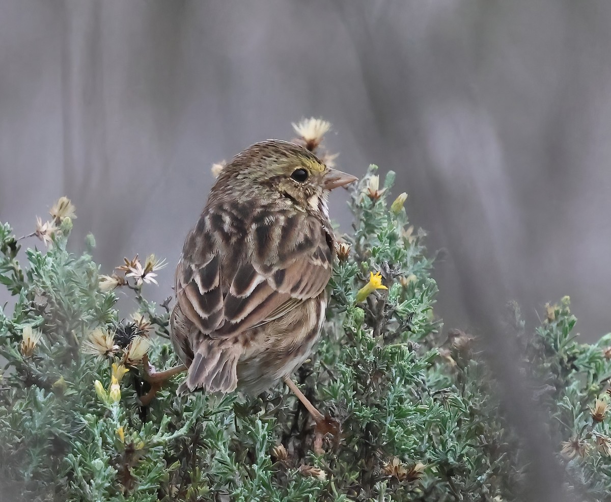 サバンナシトド - ML645482684