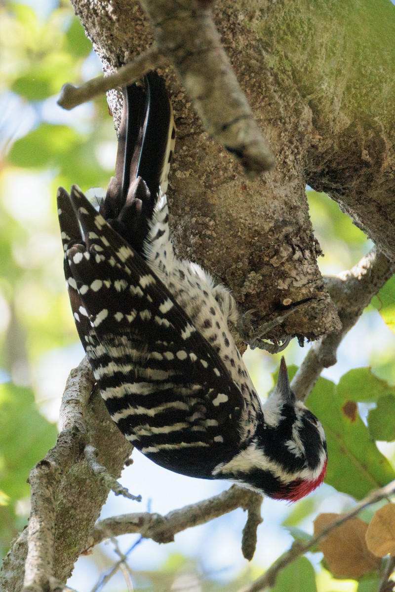 Nuttall's Woodpecker - ML645482691