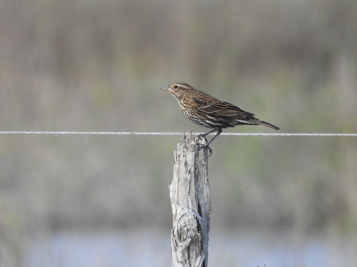 rødvingetrupial - ML645482697