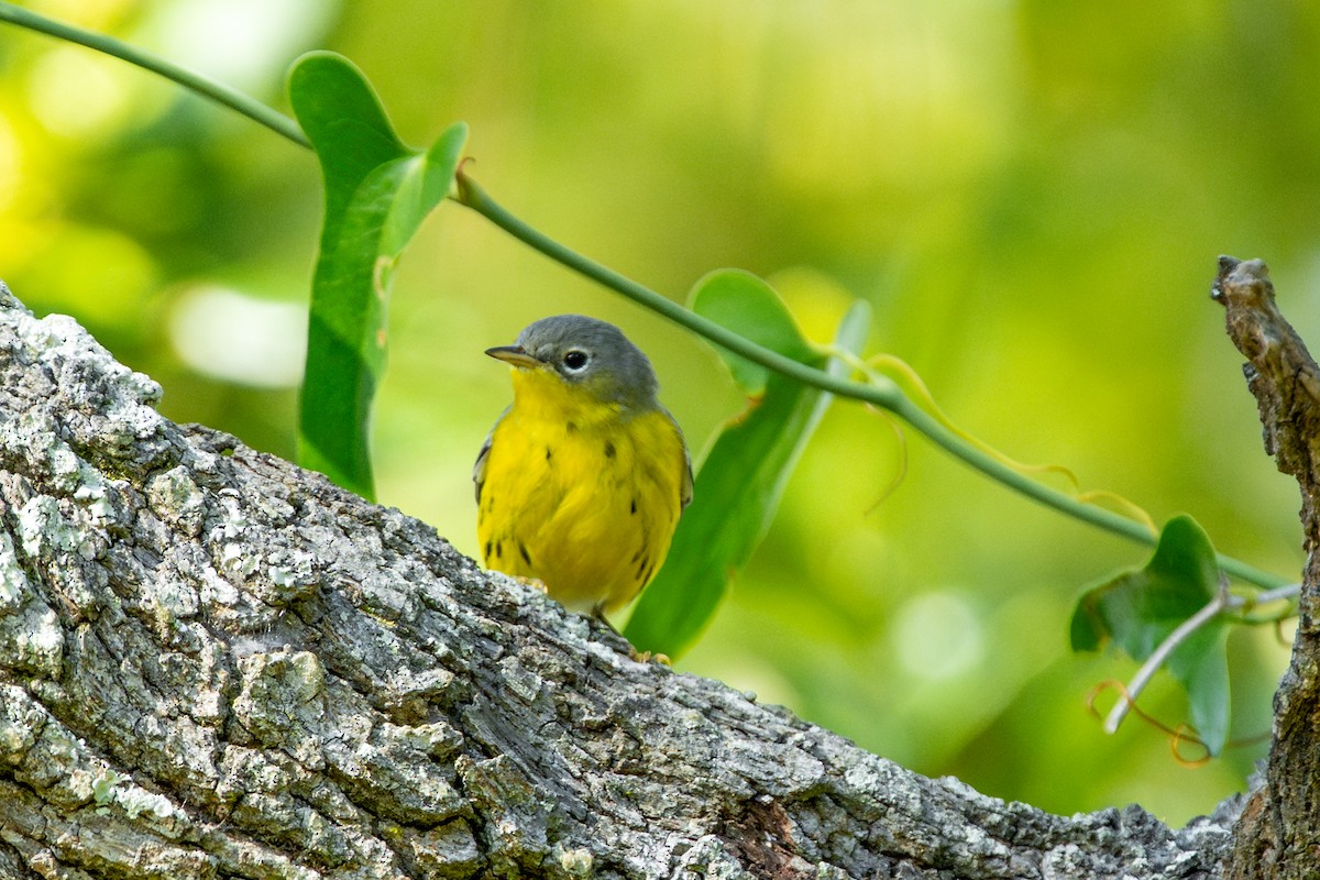 Magnolia Warbler - ML645482700