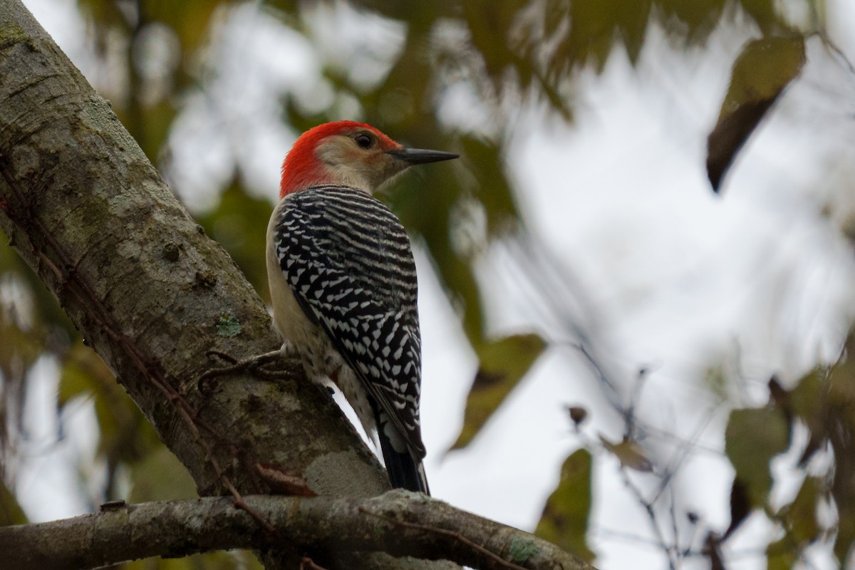 Red-bellied Woodpecker - ML645482701