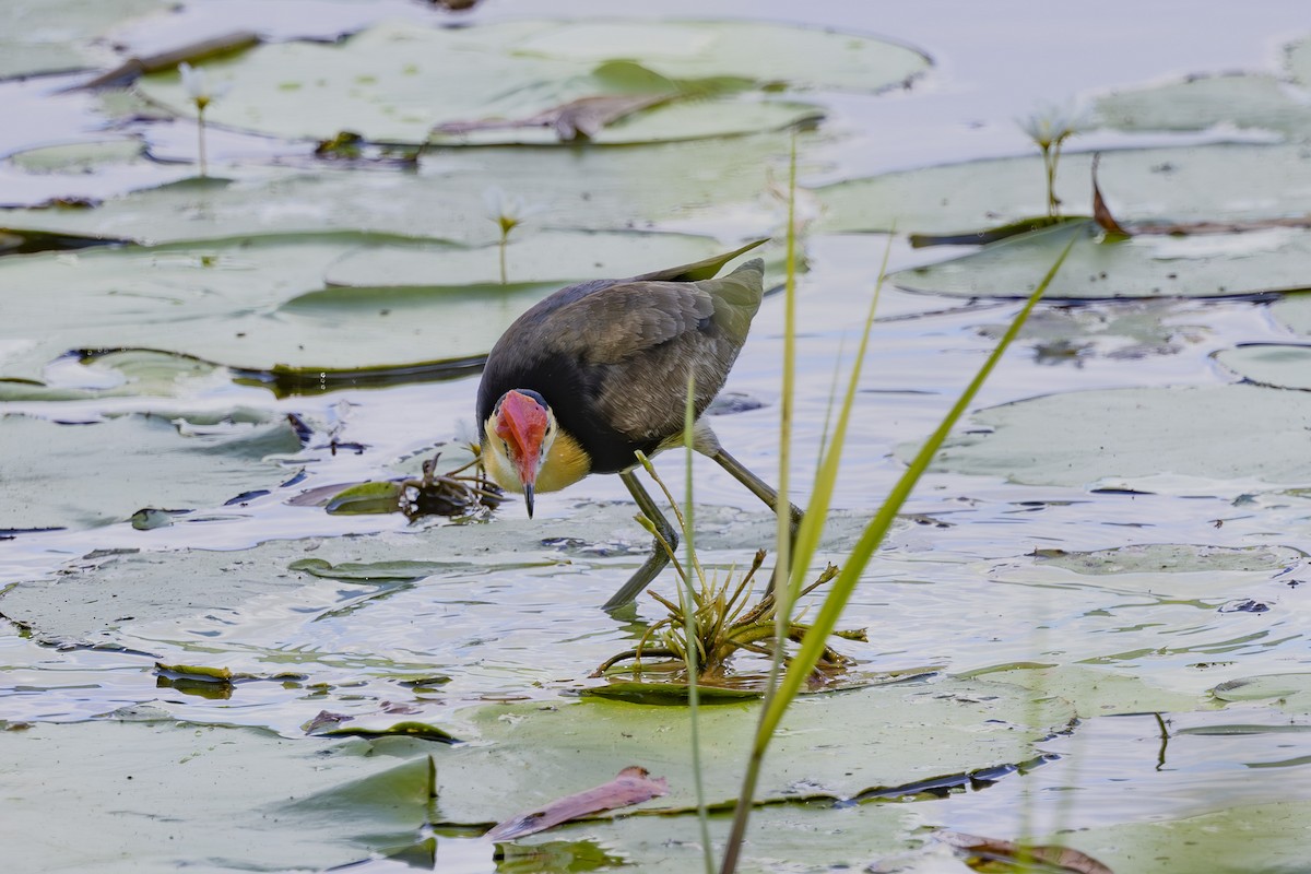 kambladhøne - ML645482703