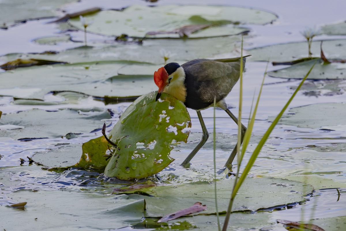 kambladhøne - ML645482705