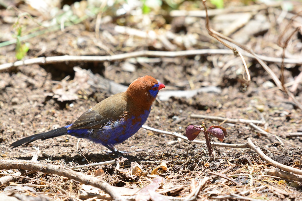 purpurastrild - ML645482706