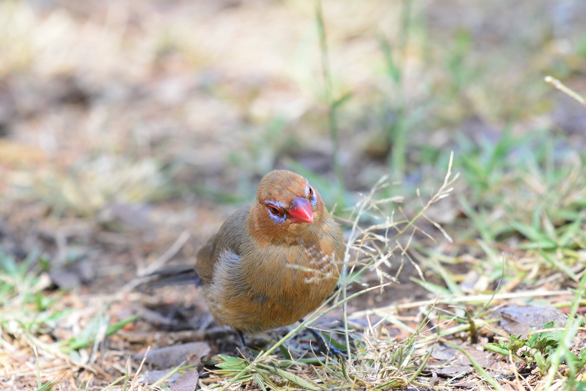 purpurastrild - ML645482707