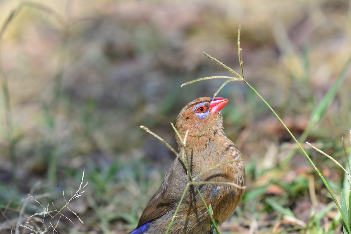 purpurastrild - ML645482708