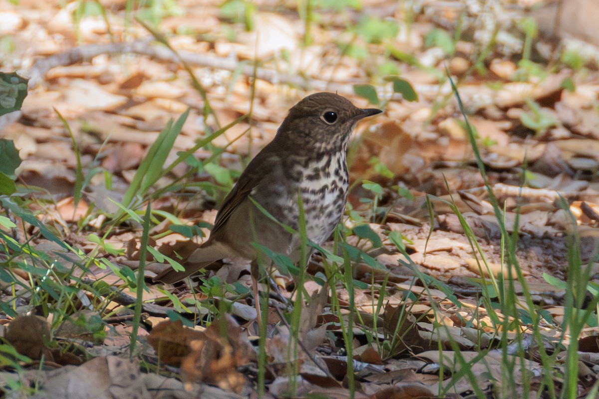 eremittskogtrost - ML645482709