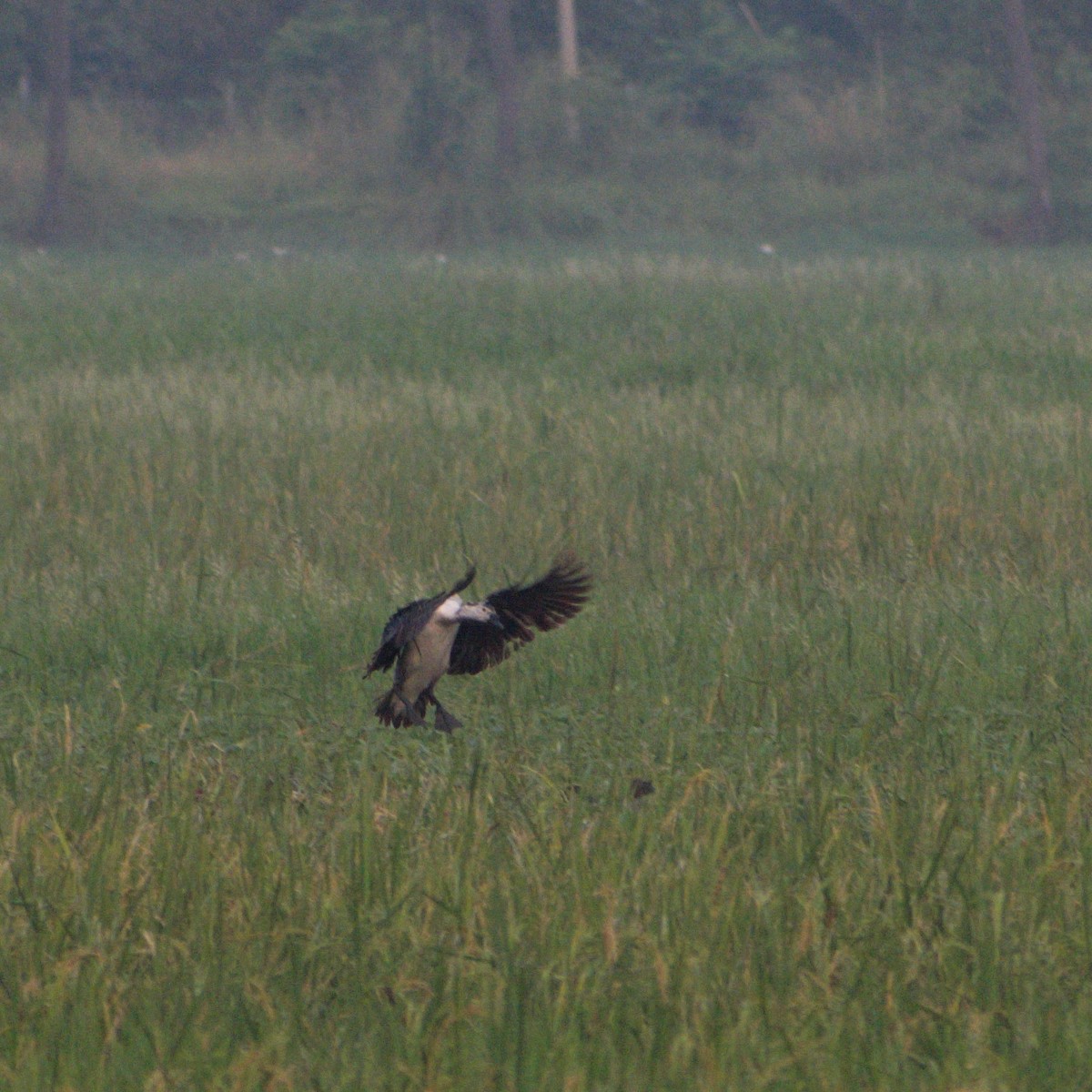 kamand - ML645482710