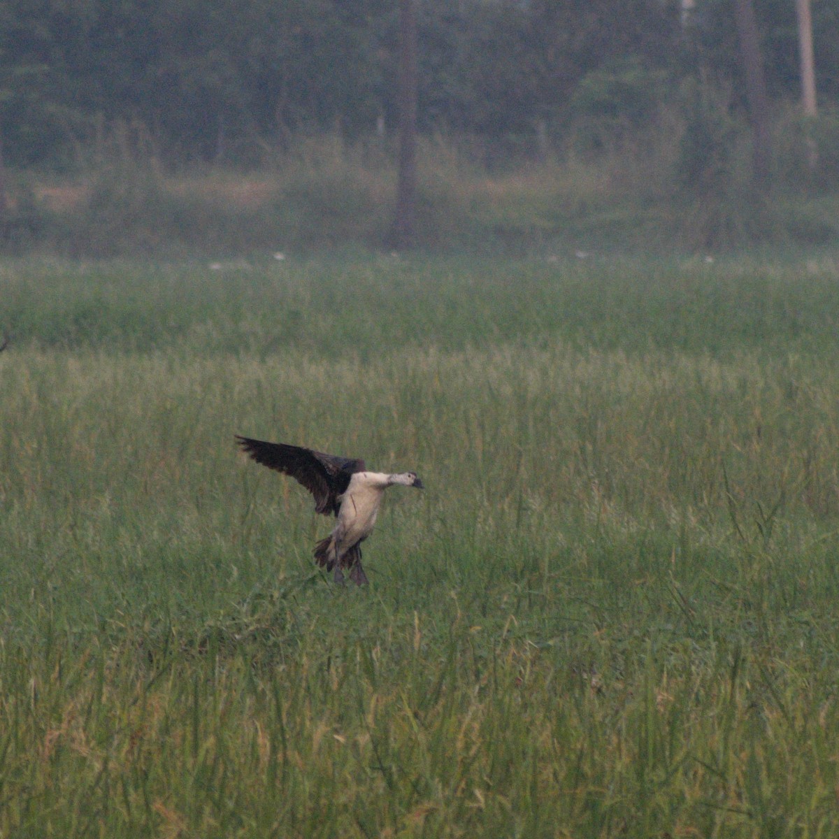 kamand - ML645482711