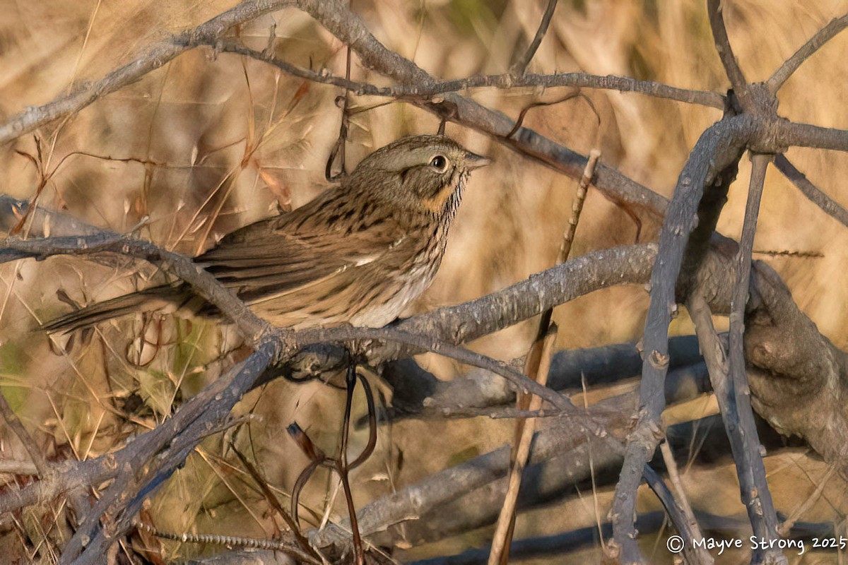 gråbrynspurv - ML645482712