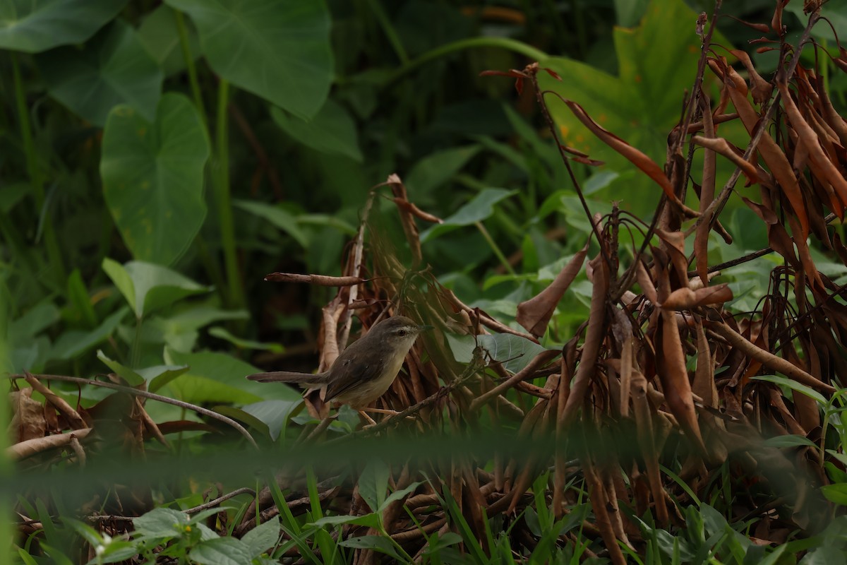 gråprinia - ML645482713