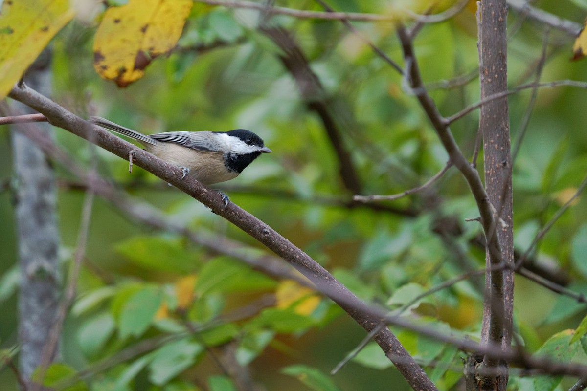 karolinameis - ML645482714