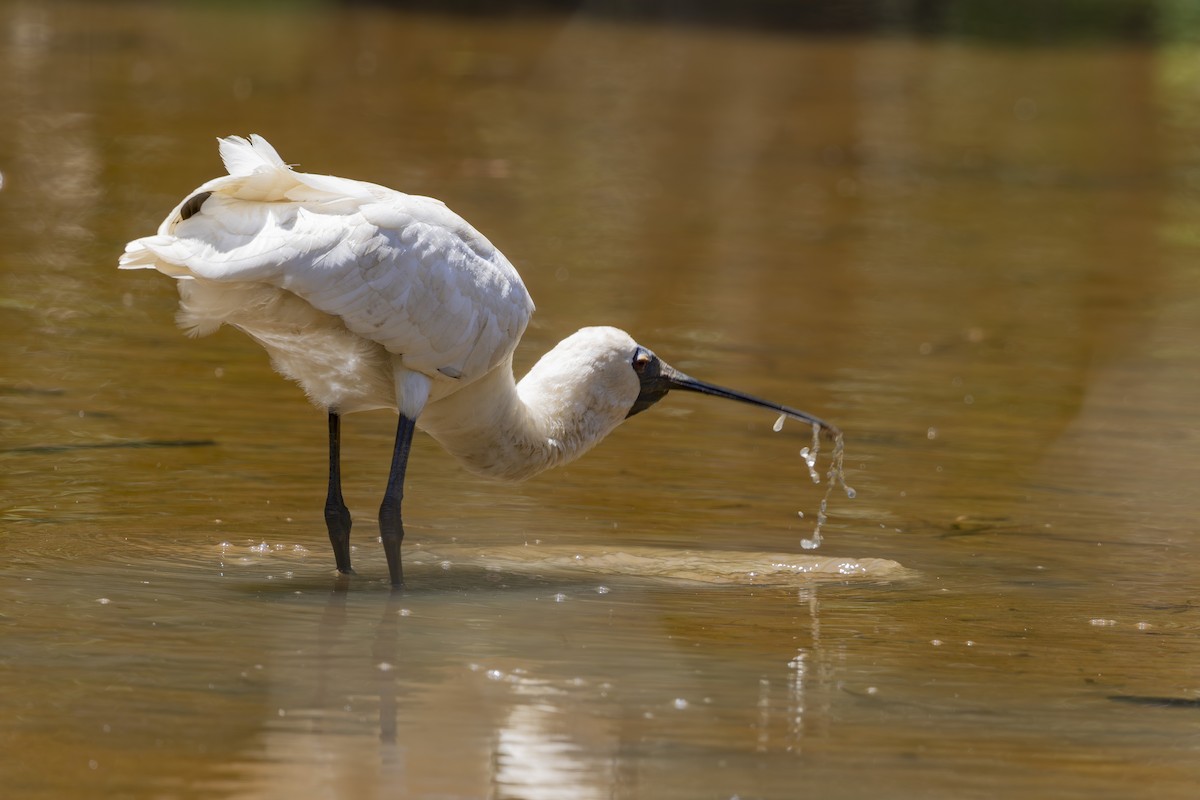 kongeskjestork - ML645482715