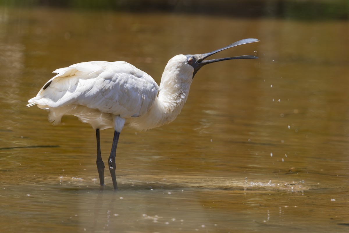 kongeskjestork - ML645482716