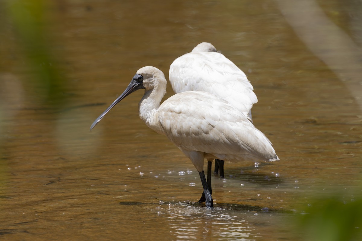 kongeskjestork - ML645482717