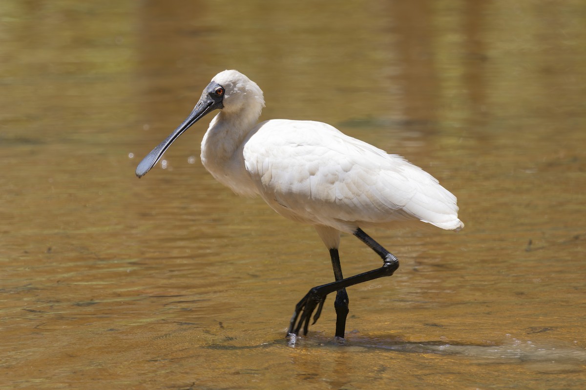 kongeskjestork - ML645482718