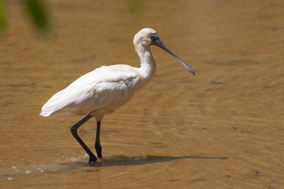 kongeskjestork - ML645482719