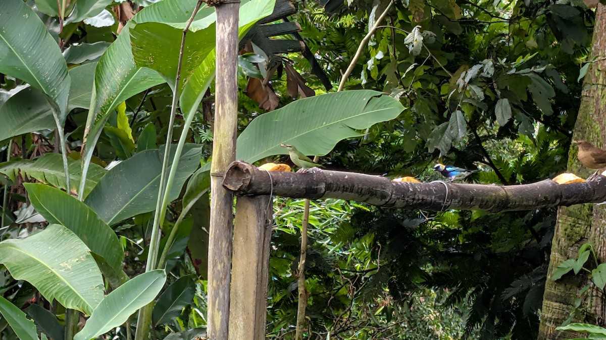 gullhettetanagar - ML645482720