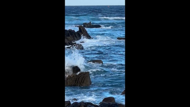 sabinemåke - ML645482721