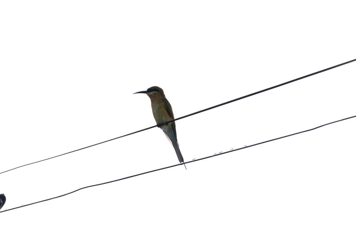 blåstjertbieter - ML645482722