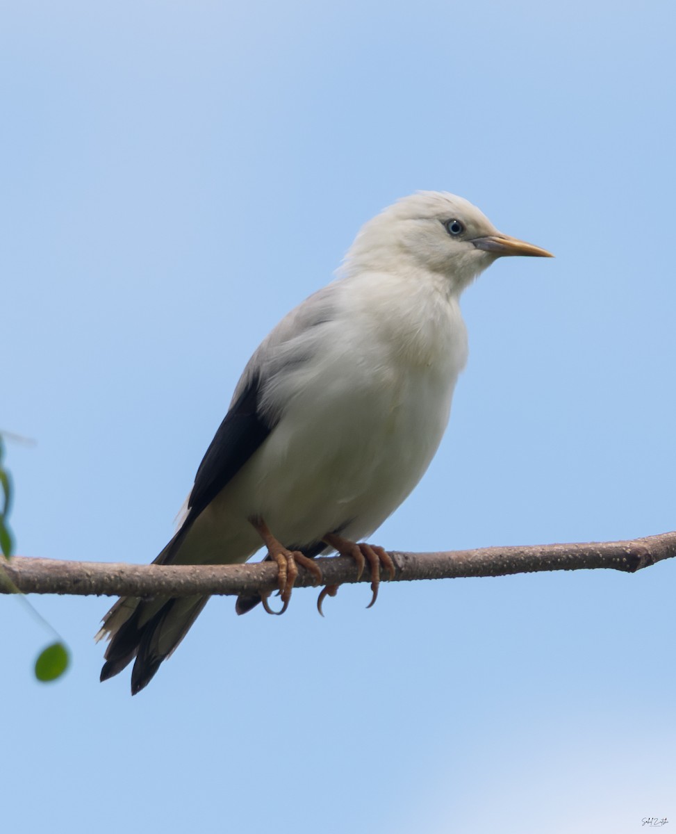 hvithodestær - ML645482723