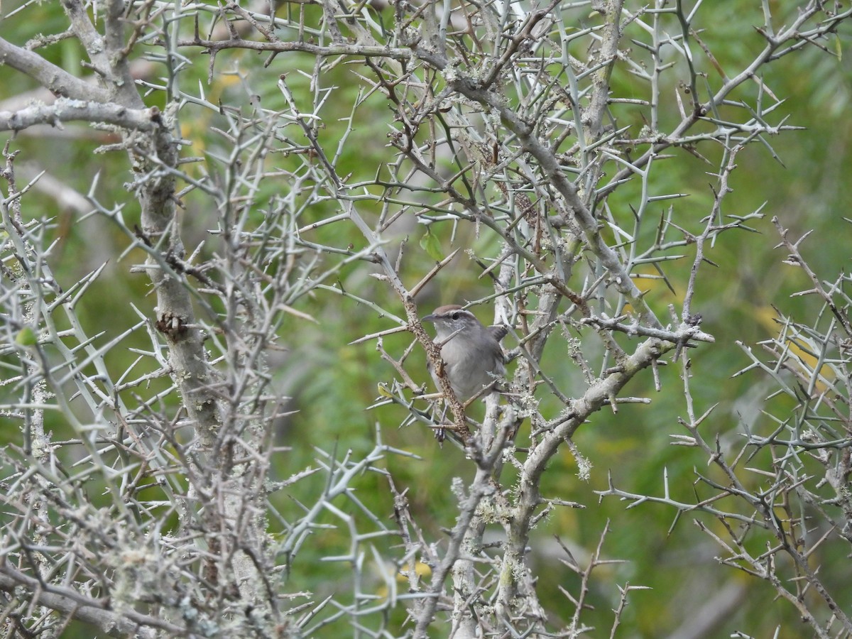 langstjertsmett - ML645482724