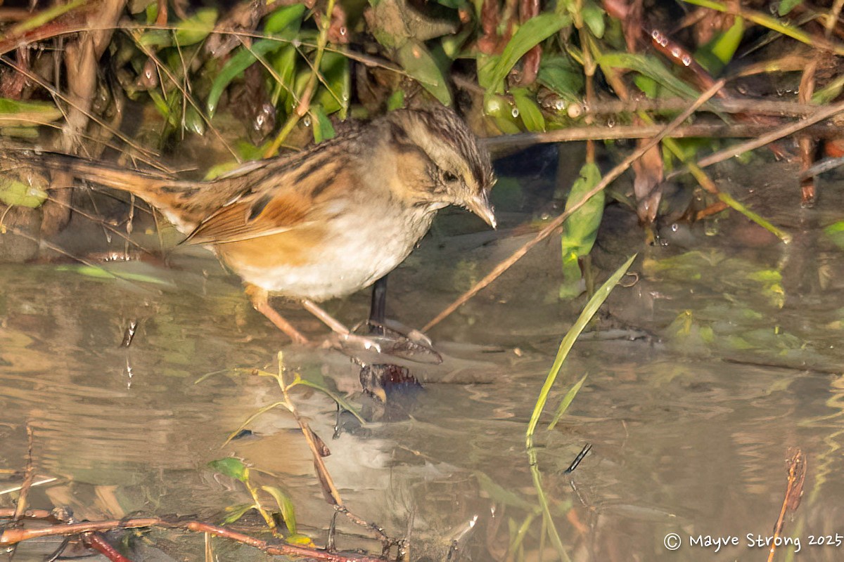 sumpspurv - ML645482725