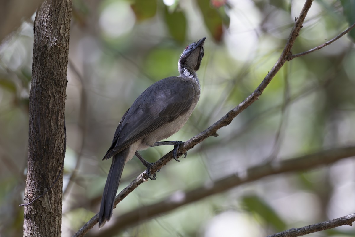 hjelmmunkefugl - ML645482727