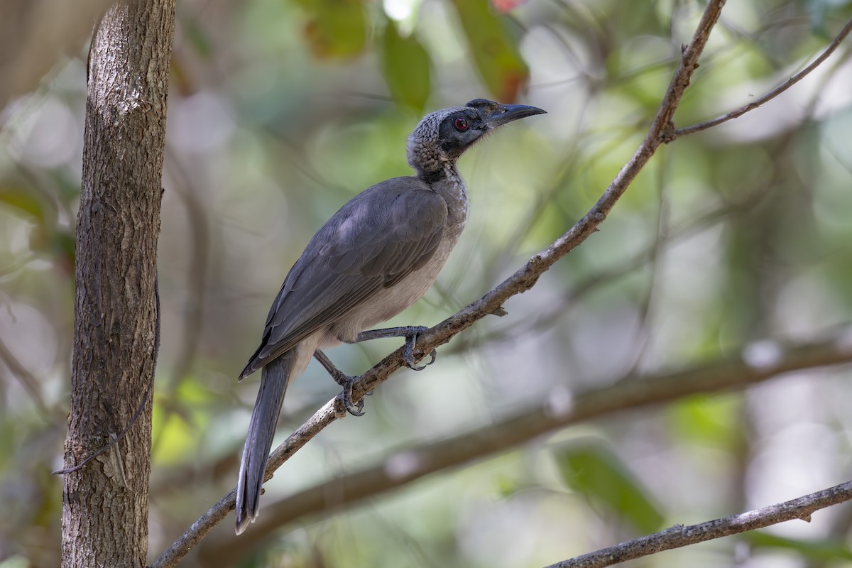 hjelmmunkefugl - ML645482728