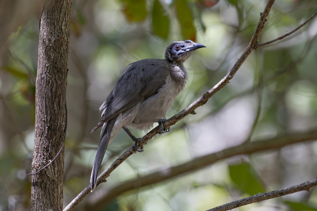 hjelmmunkefugl - ML645482729