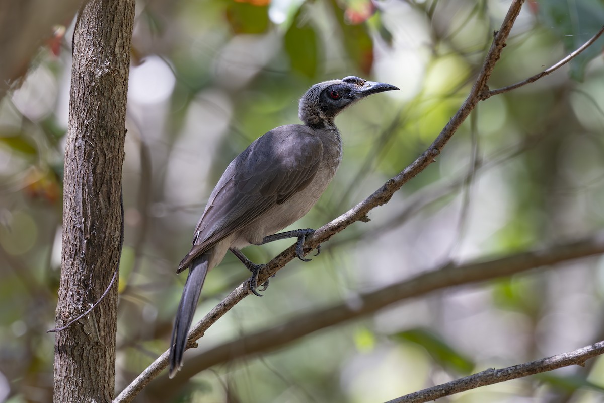 hjelmmunkefugl - ML645482730