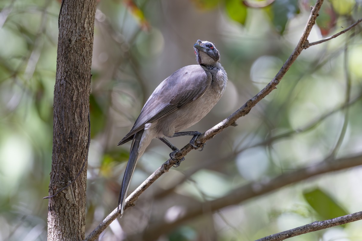 hjelmmunkefugl - ML645482731