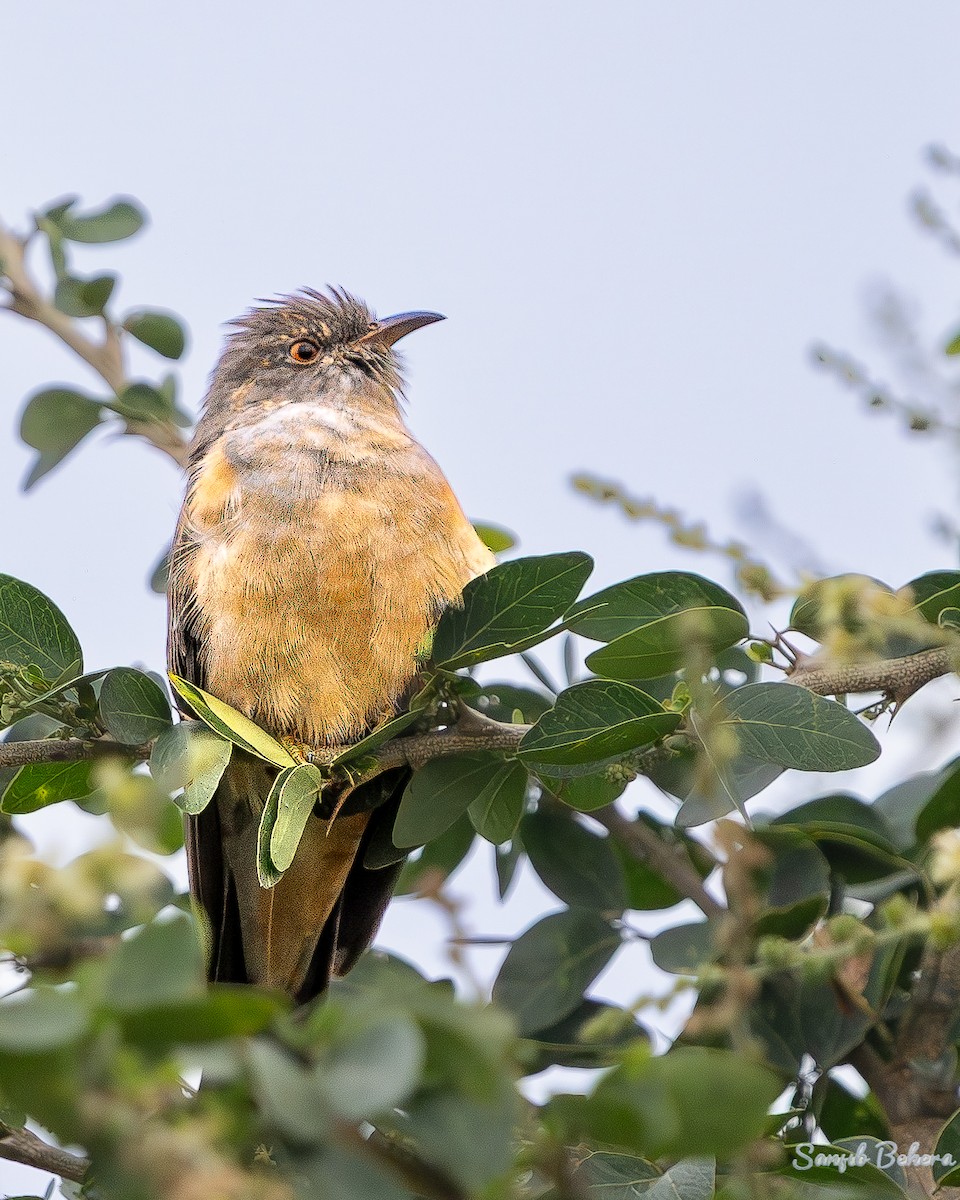 Cuculidae sp. - ML645482732