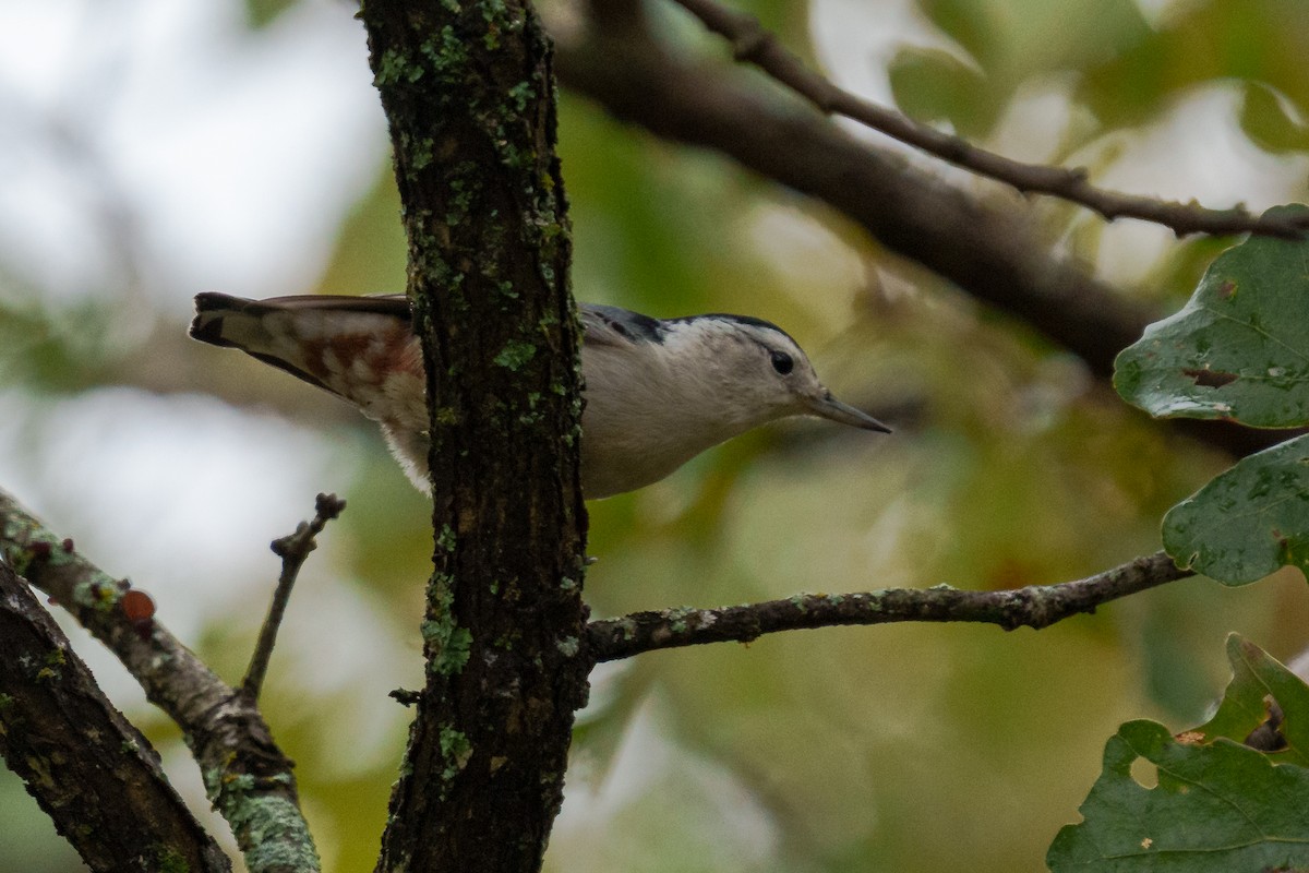 hvitbrystspettmeis - ML645482733