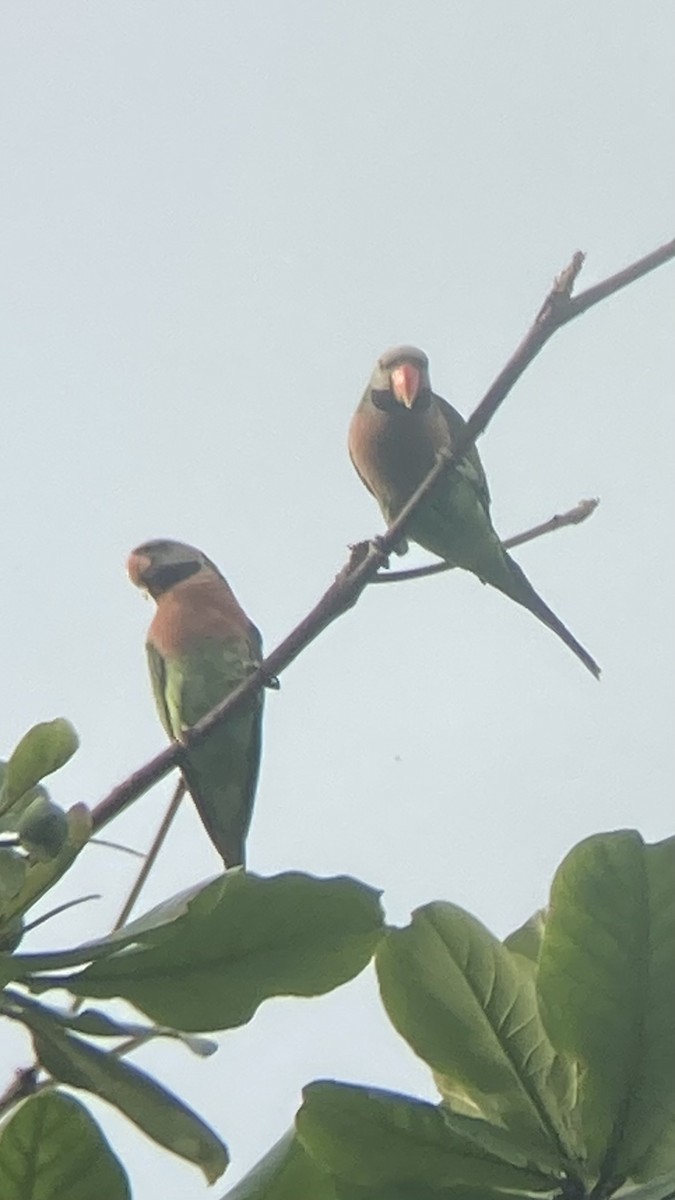 Red-breasted Parakeet - ML645482745