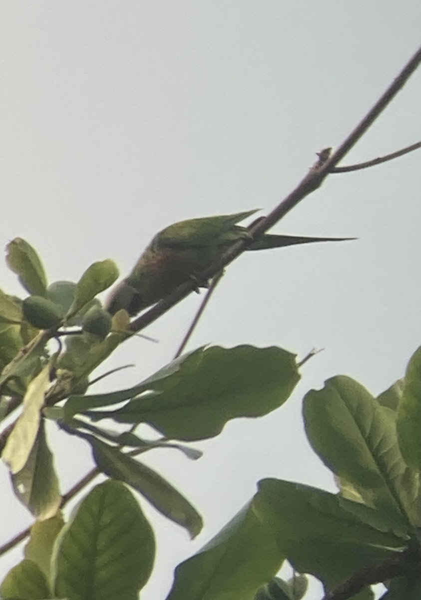 Red-breasted Parakeet - ML645482752