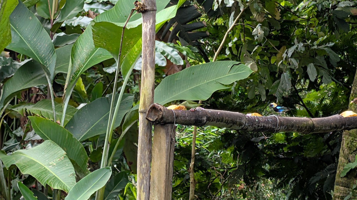 Золотистоголовая танагра - ML645482753