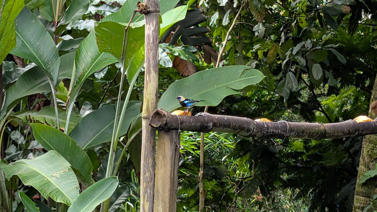 Золотистоголовая танагра - ML645482754