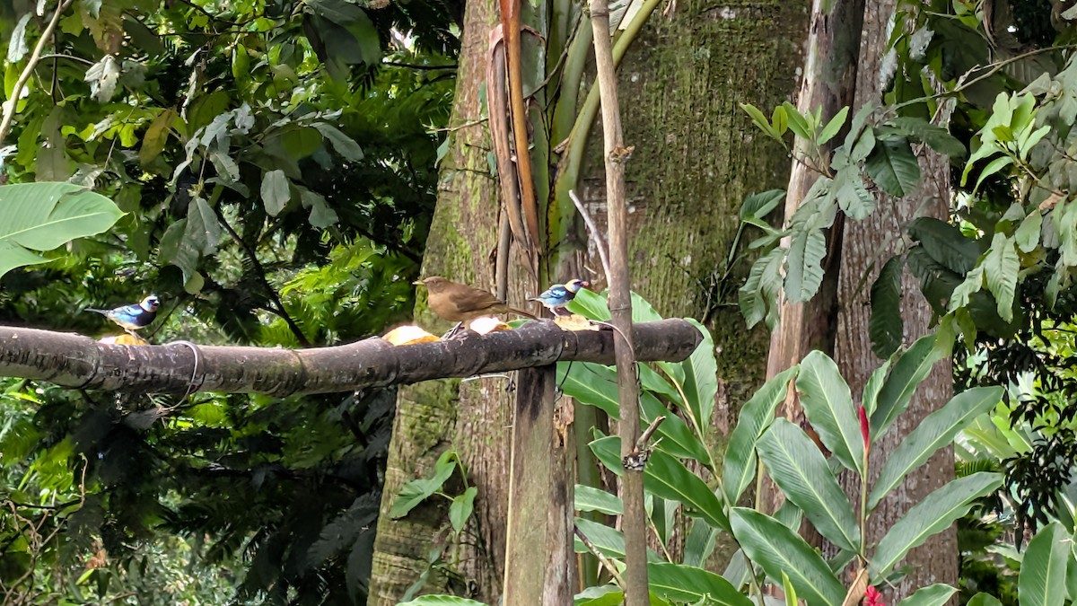 Золотистоголовая танагра - ML645482755