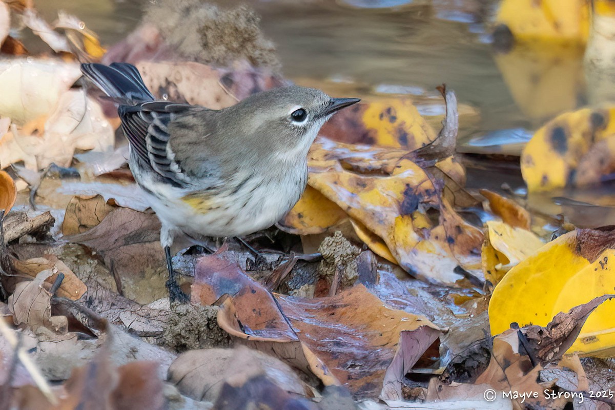 Yellow-rumped Warbler - ML645482764