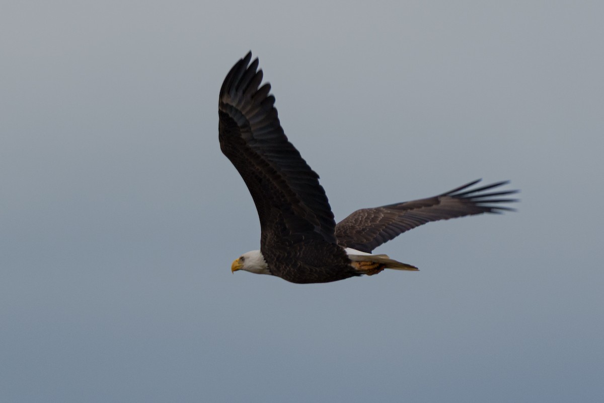 Bald Eagle - ML645482777