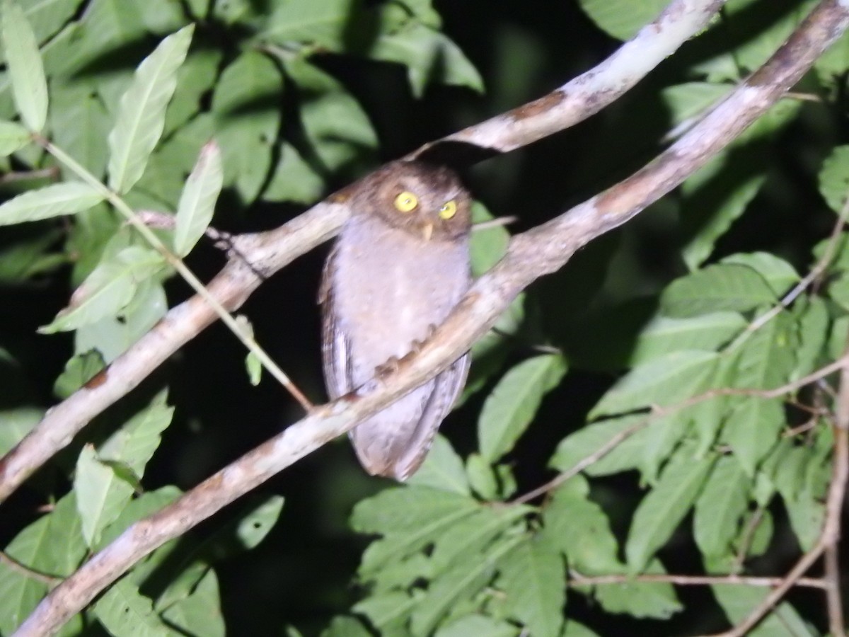 Andaman İshakkuşu - ML645482785