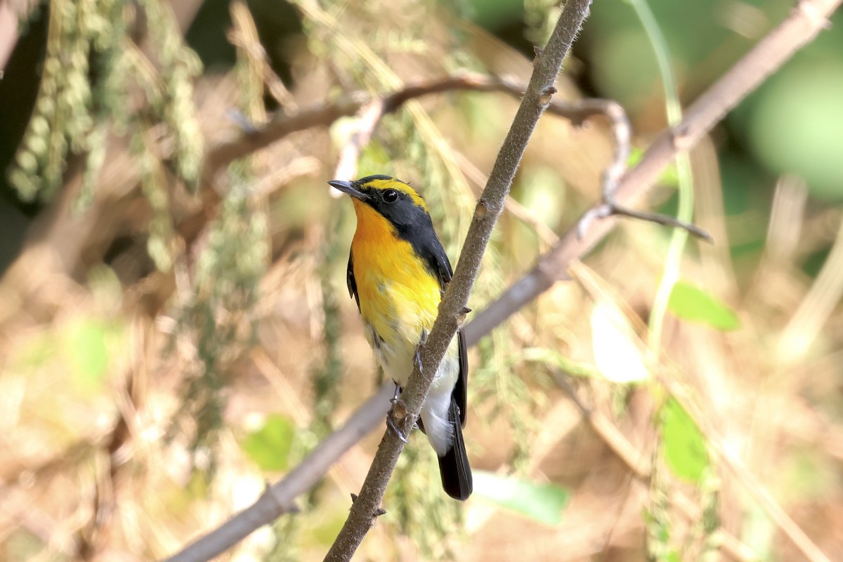 黃眉黃鶲 - ML645482796
