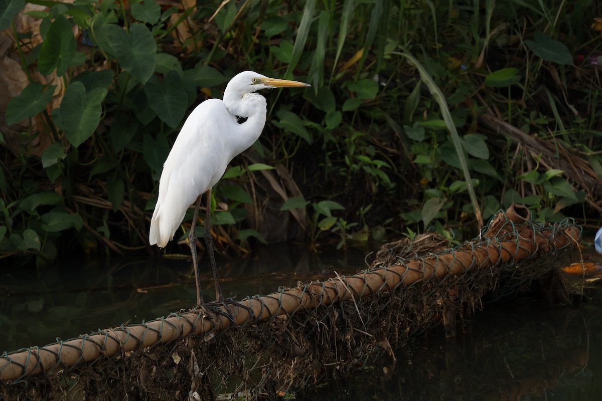 Garceta Grande - ML645482808