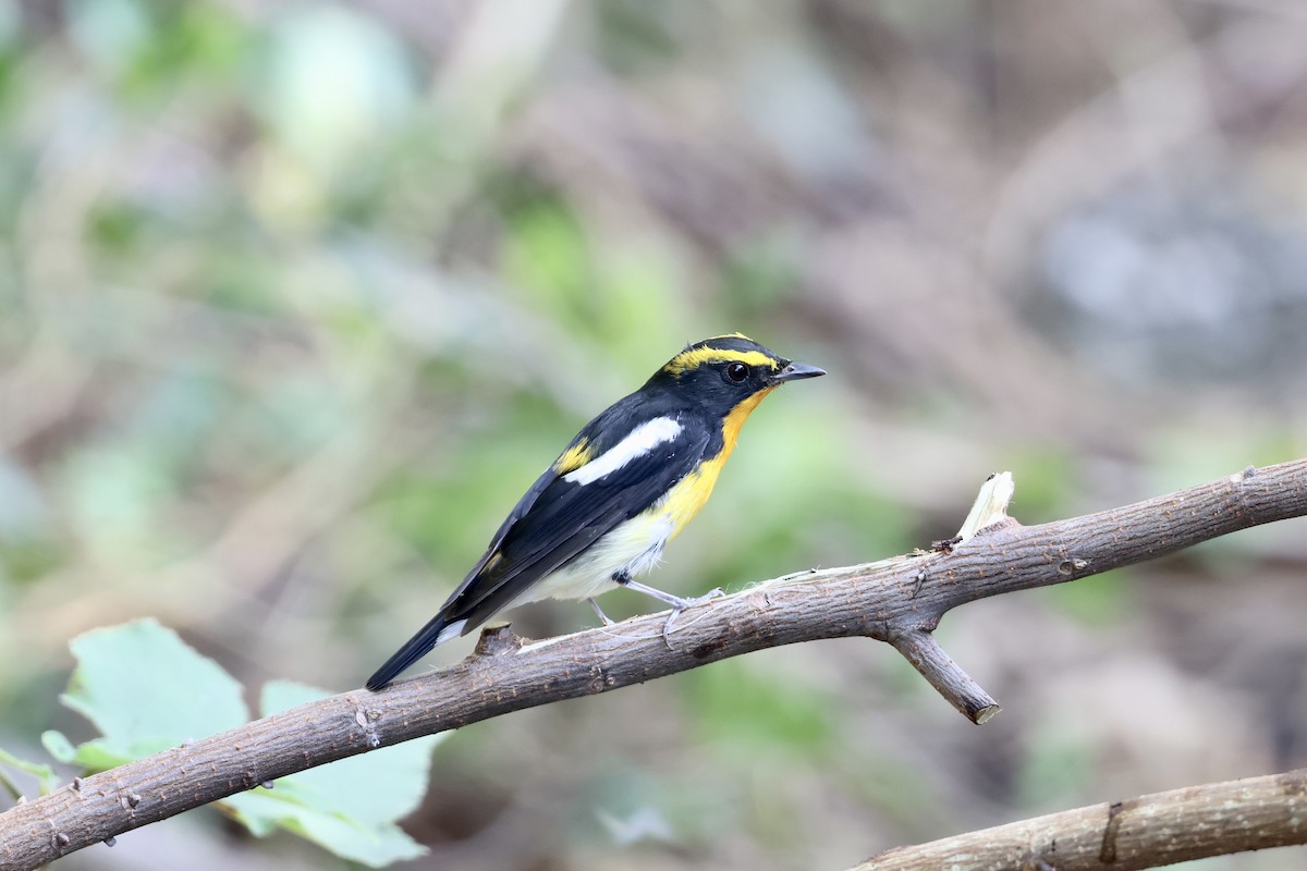 黃眉黃鶲 - ML645482809