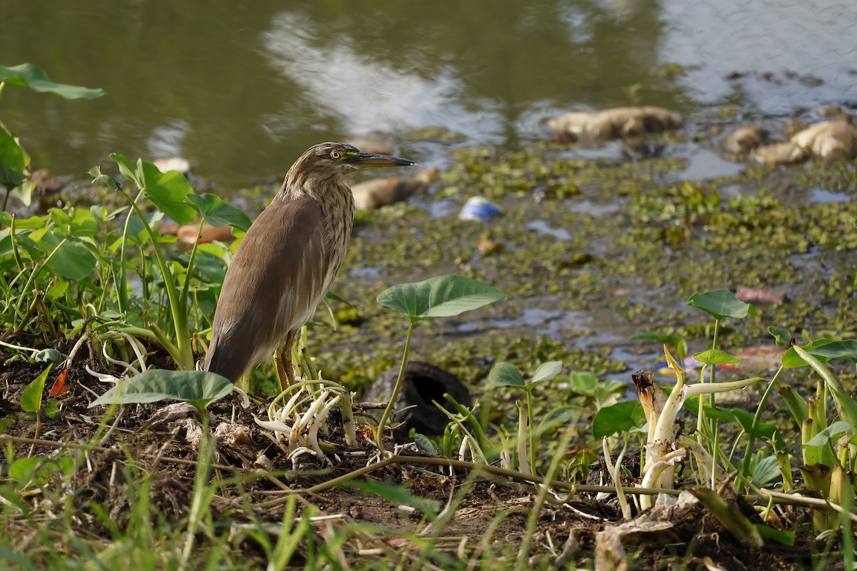 Indian Pond-Heron - ML645482822