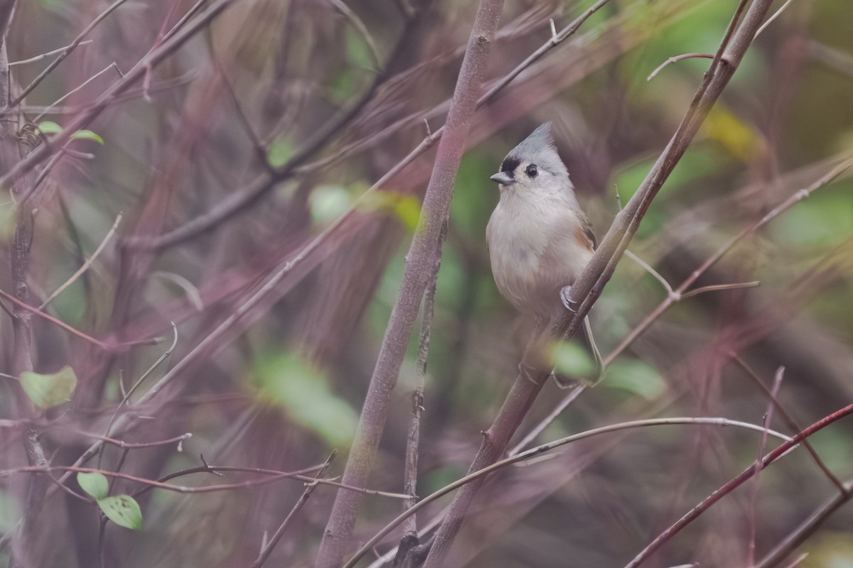 gråduskmeis - ML645482832