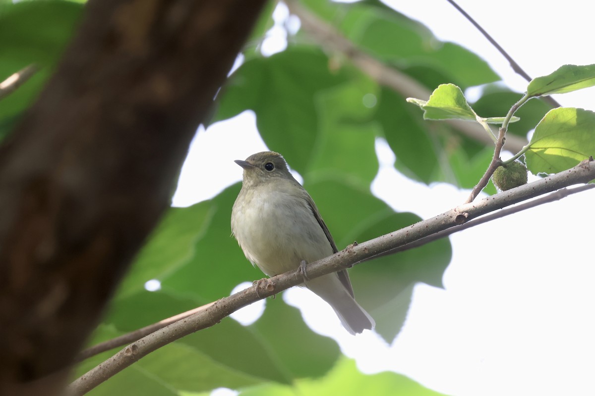 黃眉黃鶲 - ML645482834