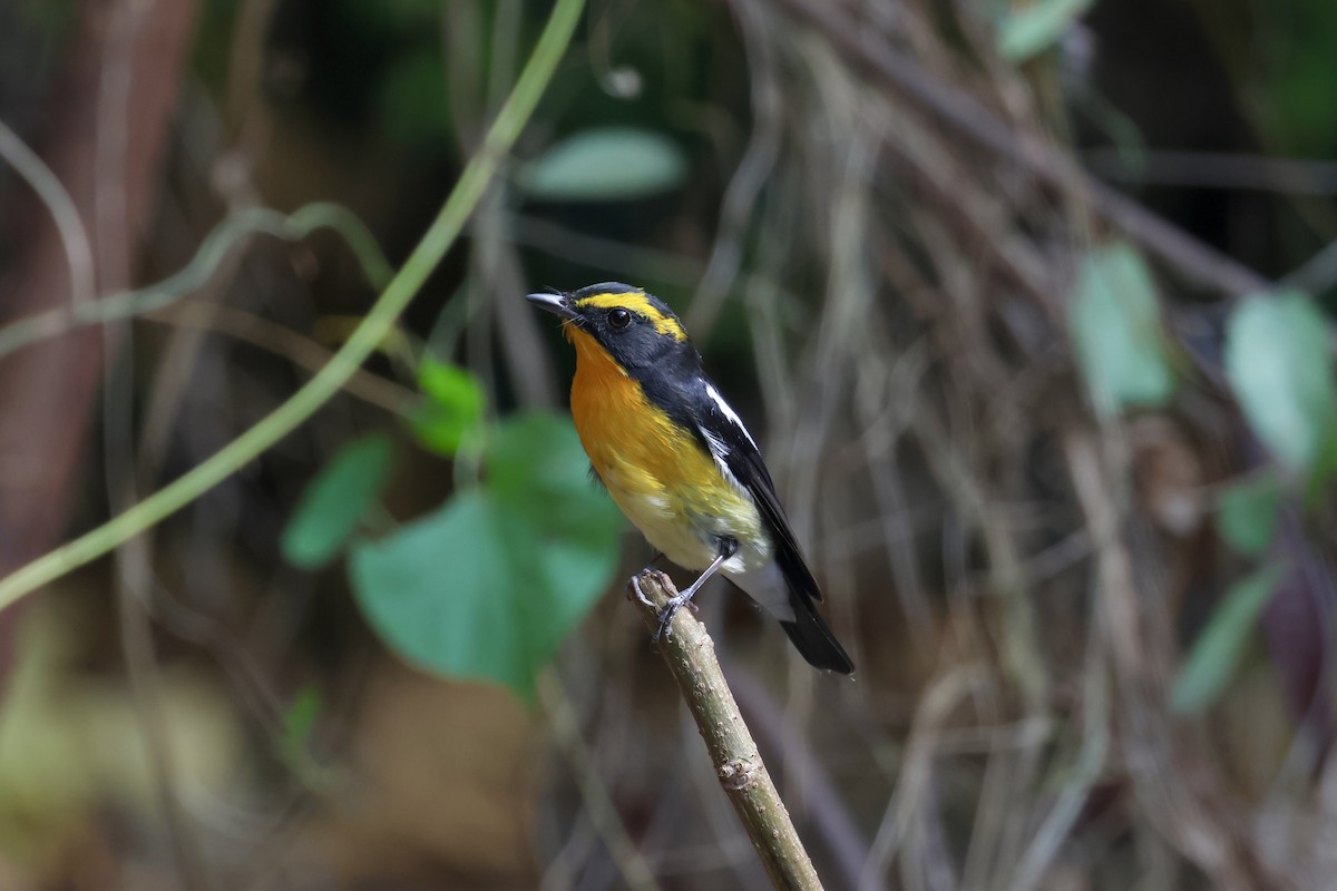 黃眉黃鶲 - ML645482835