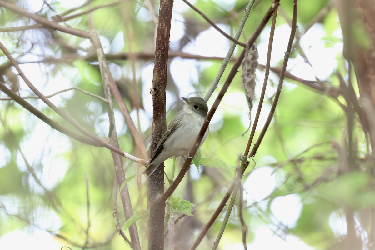 黃眉黃鶲 - ML645482836